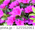 ツツジ満開 125502061