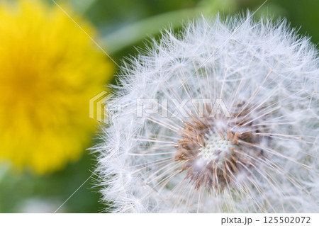 タンポポの綿毛 125502072