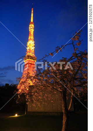 満開の桜とライトアップされた東京タワー 満開の桜とライトアップされた東京タワー 125502078