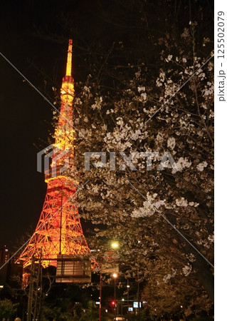 満開の桜とライトアップされた東京タワー 125502079