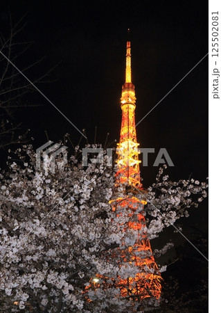 満開の桜とライトアップされた東京タワー 125502081