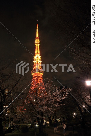 満開の桜とライトアップされた東京タワー 125502082