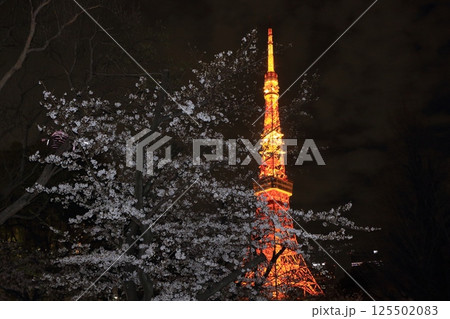 満開の桜とライトアップされた東京タワー 満開の桜とライトアップされた東京タワー 125502083