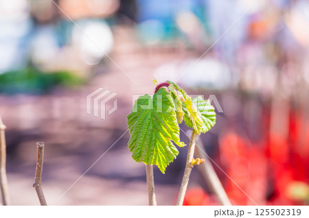 ヘーゼルナッツの苗木 125502319