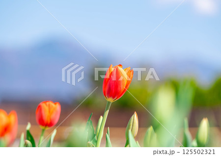 春の花　チューリップ 125502321