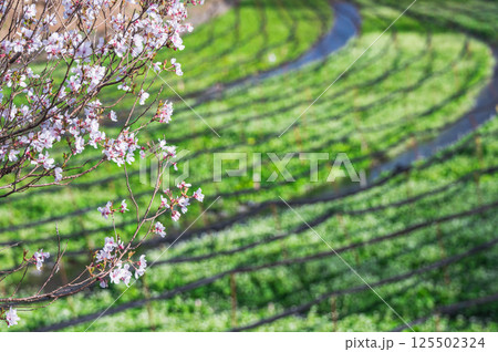 桜咲く頃のわさび田　安曇野市 125502324