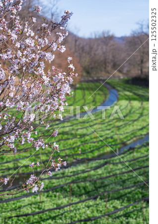 桜咲く頃のわさび田 安曇野市 桜咲く頃のわさび田 安曇野市 125502325