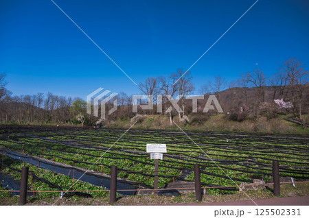 花咲く春のわさび園 安曇野 花咲く春のわさび園 安曇野 125502331