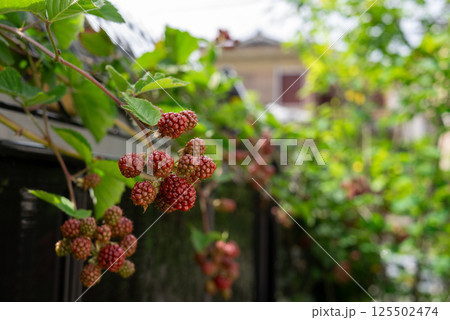 赤く色づいたブラックベリーの実 125502474