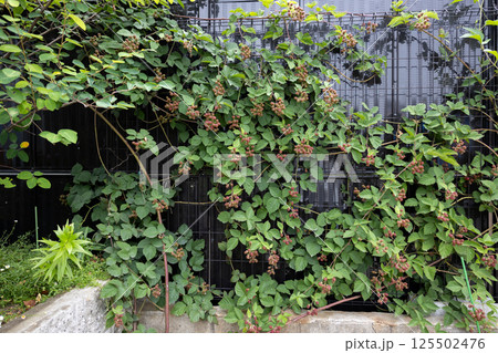 赤く色づいたブラックベリーの実 赤く色づいたブラックベリーの実 125502476