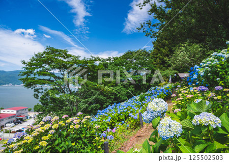 初夏のアジサイと湖　岡谷市　 125502503