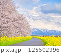 新潟県新発田市 加治川河川敷の菜の花と桜 新潟県新発田市 加治川河川敷の菜の花と桜 125502996
