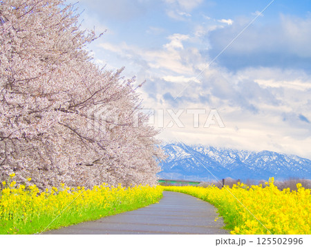 新潟県新発田市　加治川河川敷の菜の花と桜 125502996