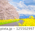 新潟県新発田市 加治川河川敷の菜の花と桜 新潟県新発田市 加治川河川敷の菜の花と桜 125502997