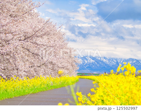新潟県新発田市　加治川河川敷の菜の花と桜 125502997