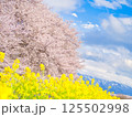 新潟県新発田市 加治川河川敷の菜の花と桜 新潟県新発田市 加治川河川敷の菜の花と桜 125502998