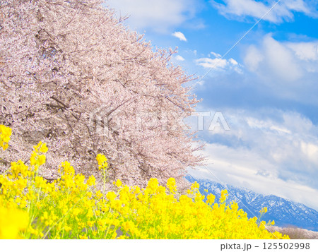 新潟県新発田市 加治川河川敷の菜の花と桜 新潟県新発田市 加治川河川敷の菜の花と桜 125502998