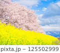 新潟県新発田市 加治川河川敷の菜の花と桜 新潟県新発田市 加治川河川敷の菜の花と桜 125502999