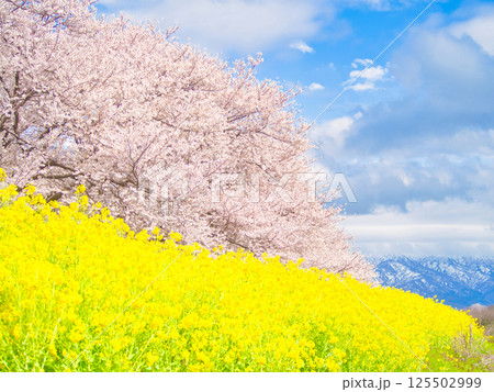 新潟県新発田市 加治川河川敷の菜の花と桜 新潟県新発田市 加治川河川敷の菜の花と桜 125502999