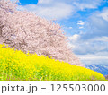 新潟県新発田市 加治川河川敷の菜の花と桜 新潟県新発田市 加治川河川敷の菜の花と桜 125503000