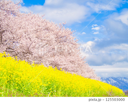 新潟県新発田市　加治川河川敷の菜の花と桜 125503000