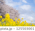新潟県新発田市 加治川河川敷の菜の花と桜 新潟県新発田市 加治川河川敷の菜の花と桜 125503001