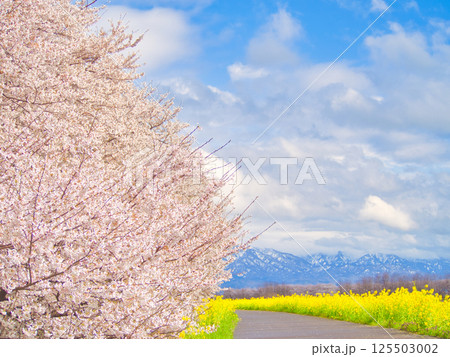 新潟県新発田市 加治川河川敷の菜の花と桜 新潟県新発田市 加治川河川敷の菜の花と桜 125503002