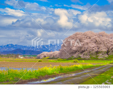 新潟県新発田市　加治川河川敷の菜の花と桜 125503003