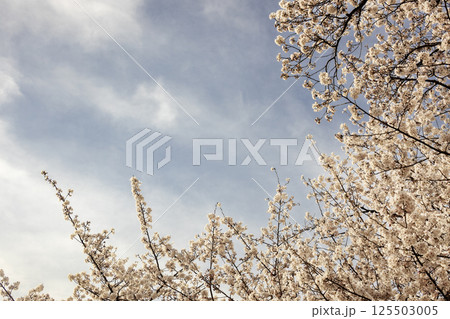 春の青空と満開の桜風景 125503005