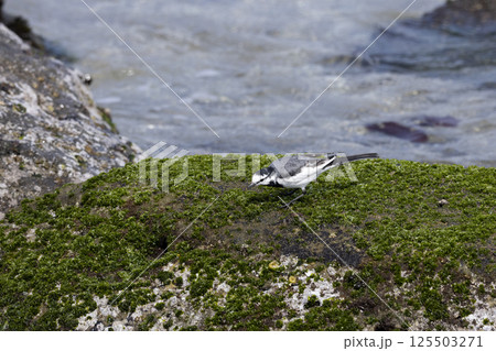 ハクセキレイ ハクセキレイ 125503271