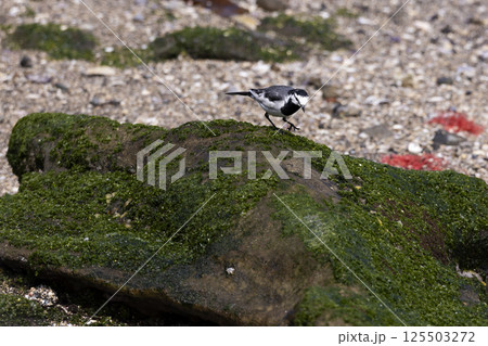 ハクセキレイ ハクセキレイ 125503272