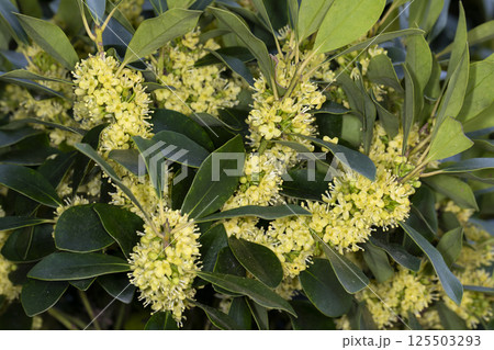 モチノキの花 125503293