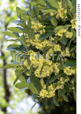 モチノキの花 125503294