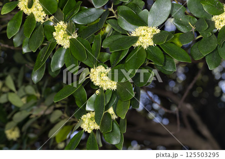 モチノキの花 125503295