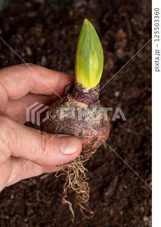 Hand holding a fresh hyacinth bulb before planting, representing gardening education, spring horticulture projects, 125503360