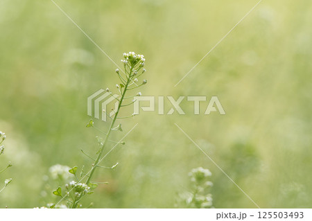 ナズナの白い花 125503493