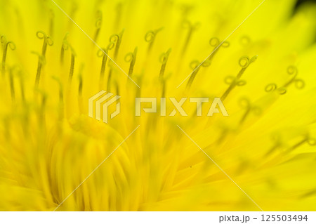 黄色いたんぽぽの花の世界 125503494