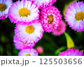 カラフルな花 125503656