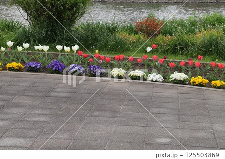 春の川岸にある公園に咲くカラフルなチューリップの花やパンジーの花 125503869