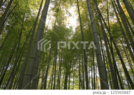 手入れの行き届いた竹林　竹林公園 125503887