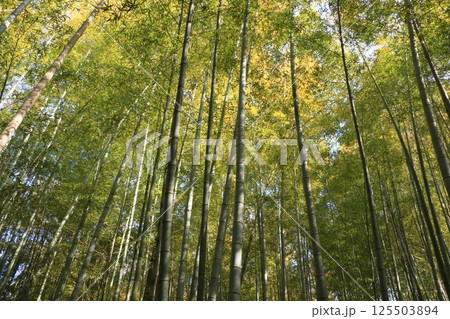 手入れの行き届いた竹林 竹林公園 手入れの行き届いた竹林 竹林公園 125503894