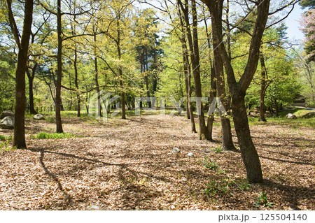 すがすがしい朝の散歩道 すがすがしい朝の散歩道 125504140
