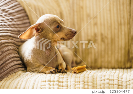 Little dog sitting on couch Little dog sitting on couch 125504477