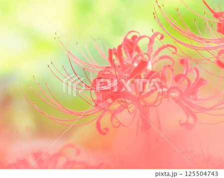 日陰の咲く赤い彼岸花 日陰の咲く赤い彼岸花 125504743