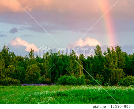 Stunning Rainbow Over Lush Forest at Sunset Stunning Rainbow Over Lush Forest at Sunset 125504999