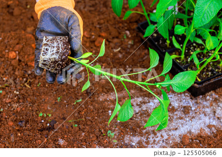 Gardener prepares to transplant healthy pepper young plant into garden bed nutrient rich soil in spring garden setting. 125505066