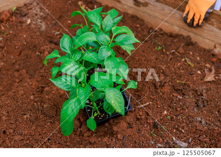 Fresh green pepper plants are being planted in rich soil, showing enthusiasm for gardening during spring season. 125505067