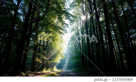 Sunlight Filtering Through Green Forest Trees on a Peaceful Path | 8k Nature Background. 125505069