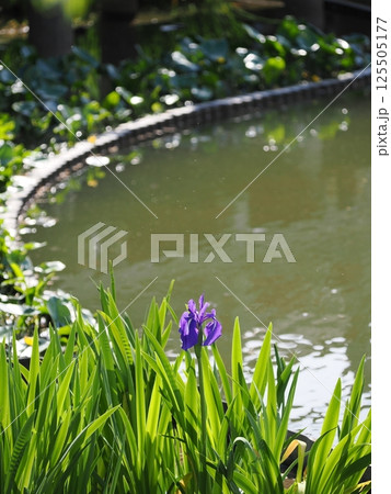 水辺に咲く紫色の花菖蒲 水辺に咲く紫色の花菖蒲 125505177