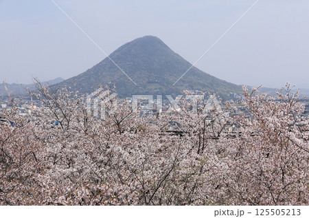 春、サクラ満開の丸亀城から見る讃岐富士 春、サクラ満開の丸亀城から見る讃岐富士 125505213